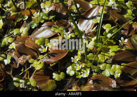 Round leaved Crowfoot Ranunculus omiophyllus wetland beside Burney Tarn Lake District Stock Photo