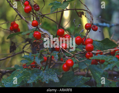 White or Red Bryony Bryonia dioica on Field Maple Poisonous Surrey England Stock Photo