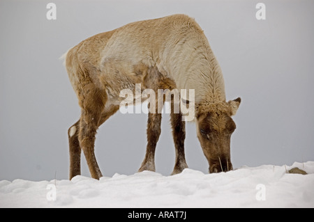 A grazing Woodland Caribou in winter. Stock Photo