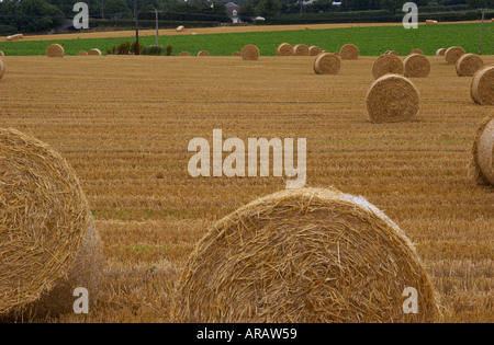 bales of straw on field Stock Photo