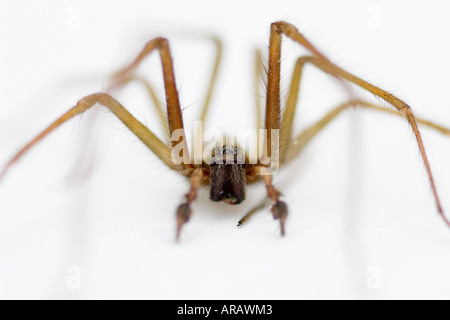 Eratigena atrica. Giant House spider against white background Stock Photo