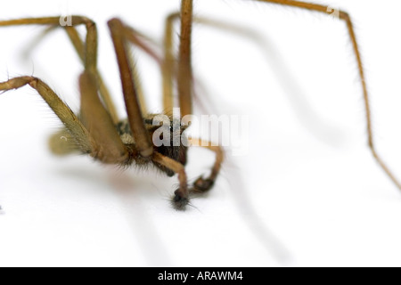 Eratigena atrica. Giant House spider against white background