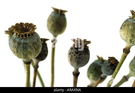 Opium poppy seed heads Stock Photo