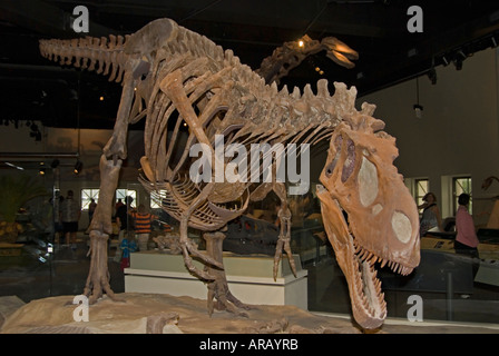 Tyrannosaurus Rex Skeleton Stock Photo
