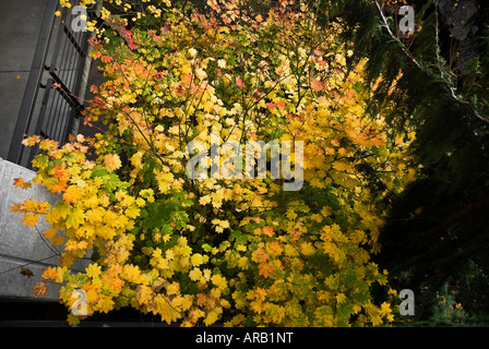 fall colored tree in urban landscape at REI sporting goods store downtown Seattle Washington Stock Photo