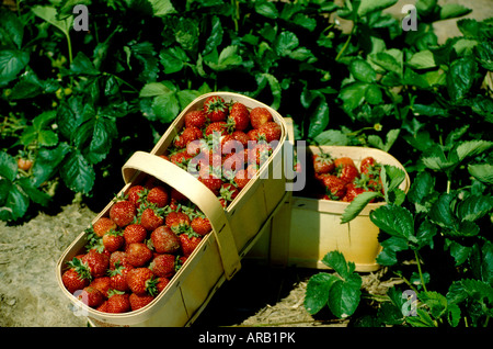 Field Strawberry's in basket Stock Photo