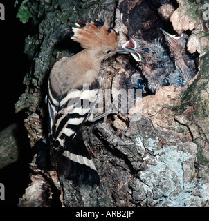 huppe fasciee Wiedehopf Hoopoe Upupa epops feeding its chicks in nest Africa Afrika animals Asia Asien Aves birds Brutfuersorge