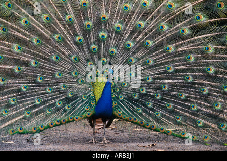 Peacock Stock Photo