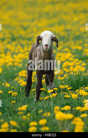 Lamb in Field Stock Photo