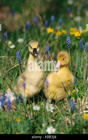 Goslings in Field Stock Photo