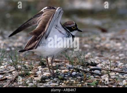 Little Ringer Plover Stock Photo