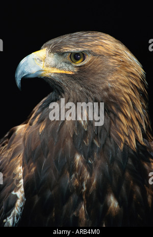 Portrait of Golden Eagle Stock Photo