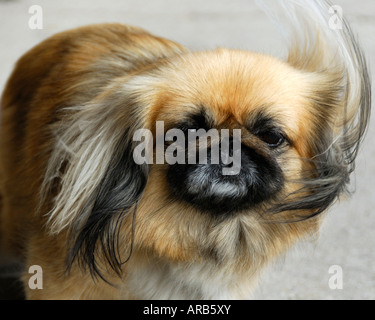 The hair of a brown pekingese dog blowing in the wind Stock Photo