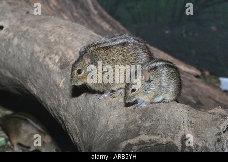 African striped mouse Rhabdomys pumilio Stock Photo