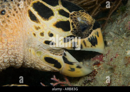 Hawksbill Turtle feeding on sponge in Juno Beach FL Stock Photo