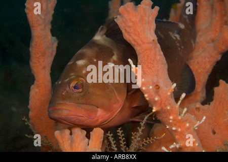 Juvenile Red Grouper Epinephelus morio photographed in Singer Island FL Stock Photo