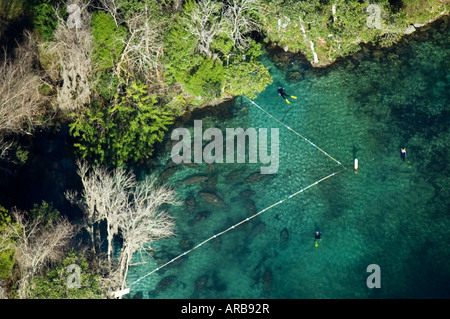 Aerial photograph of Manatees Trichechus manatus latirostris in Crystal River, FL. Stock Photo