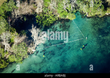 Aerial photograph of Manatees Trichechus manatus latirostris in Crystal River, FL. Stock Photo