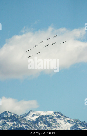 North American Harvards or T 6 Texans or SNJs x5 and Nangchang CJ6 x5 Stock Photo