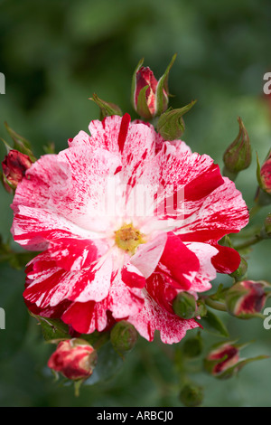 Fourth of July Climbing Rose Stock Photo
