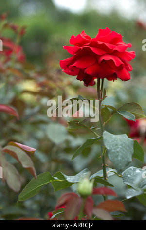 Rose Royal William Stock Photo - Alamy