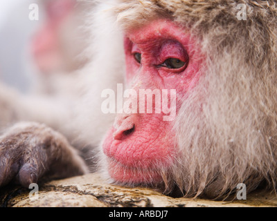 Portrait of Japanese Macaque Stock Photo