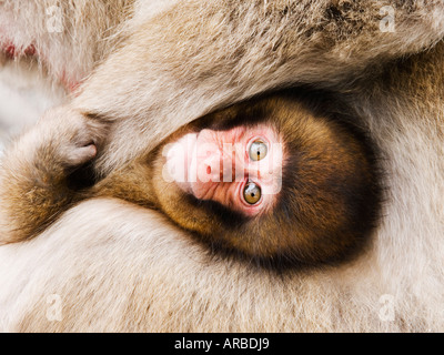 Portrait of Baby Japanese Macaque Stock Photo