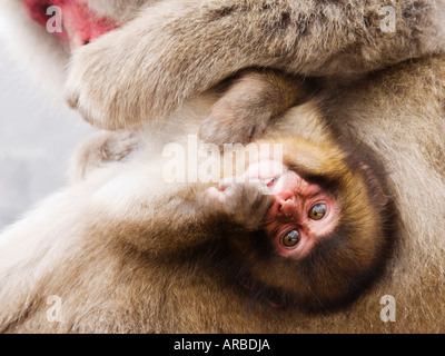 Portrait of Baby Japanese Macaque Stock Photo