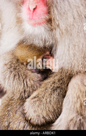 Mother and Baby Japanese Macaque Stock Photo
