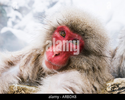 Portrait of Japanese Macaque Stock Photo