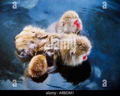 Japanese Macaques in Hot Springs Stock Photo