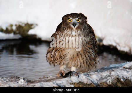 Blakiston's fish owl of Shiretoko Peninsula rests on a branch in Shari ...