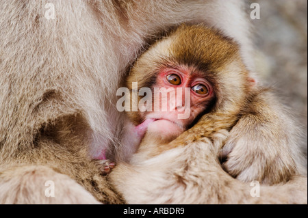 Japanese Macaque Nursing Baby Stock Photo
