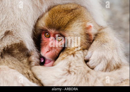 Portrait of Mother and Baby Japanese Macaques Stock Photo
