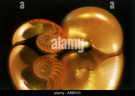 Mirror reflections of two nautilus shells Stock Photo