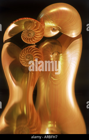 Mirror reflections of nautilus shells Stock Photo