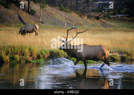 Male elk crossing river during rutting season in Yellowstone National Park in Wyoming Stock Photo