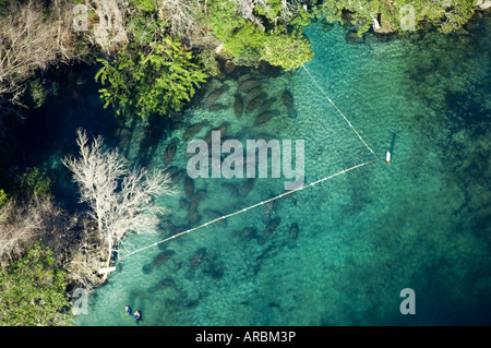 Aerial photograph of Manatees Trichechus manatus latirostris in Crystal River, FL. Stock Photo