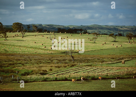 Farmland near Willunga, Fleurieu Peninsula, south of Adelaide, South Australia, Australia, Pacific Stock Photo