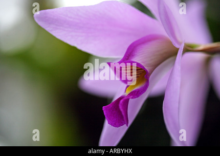 Close-up of a beautiful Laelia orchid flower Stock Photo