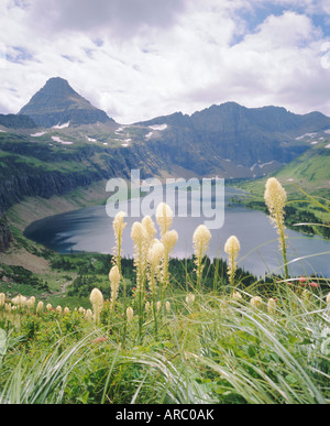 Beargrass, Hidden Lake and Mount Reynolds, Glacier National Park, Montana, USA Stock Photo