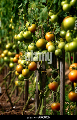 Organically grown tomatoes ripen on a vine at Narrabeen on Sydney s northern beaches Stock Photo