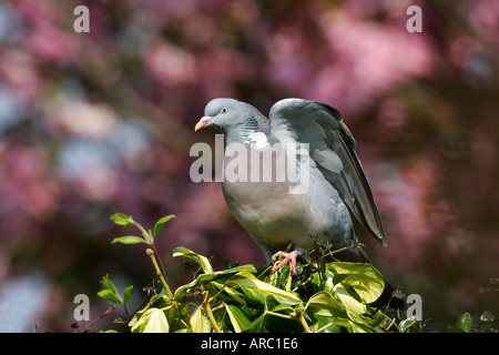 Wood Pigeon Columba palumbus perched on ivy stretching wings potton bedfordshire Stock Photo
