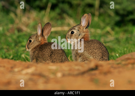 Young Rabbits Oryctolagus cuniculus sitting by burrow entrance looking alert with ears up potton bedfordshire Stock Photo