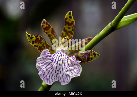 Close-up of a Zygopetalum orchid flower Stock Photo