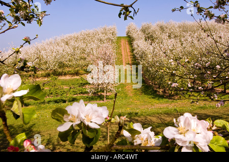 Cider Apple trees in blossom Vale of Evesham Blossom Trail Worcestershire England Stock Photo