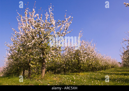 Cider Apple trees in blossom Vale of Evesham Blossom Trail Worcestershire England Stock Photo