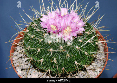 Stenocactus multicostatus flowering cactus Stock Photo