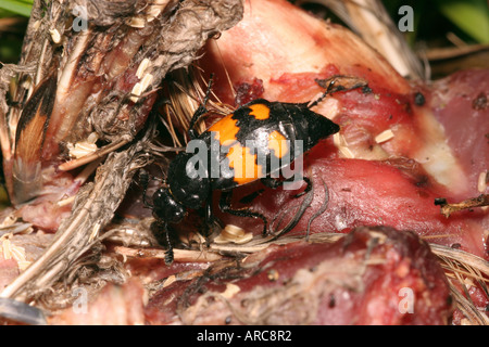 Common burying beetle Nicrophorus vespillo Silphidae on a dead bird UK Stock Photo