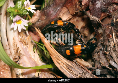 Common burying beetle Nicrophorus vespillo Silphidae male and female biting flesh off a dead bird UK Stock Photo